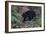 A Sun Bear (Helarctos Malayanus) at the Bornean Sun Bear Conservation Center-Craig Lovell-Framed Photographic Print