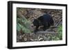 A Sun Bear (Helarctos Malayanus) at the Bornean Sun Bear Conservation Center-Craig Lovell-Framed Photographic Print