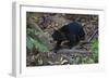 A Sun Bear (Helarctos Malayanus) at the Bornean Sun Bear Conservation Center-Craig Lovell-Framed Photographic Print