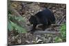 A Sun Bear (Helarctos Malayanus) at the Bornean Sun Bear Conservation Center-Craig Lovell-Mounted Photographic Print