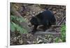 A Sun Bear (Helarctos Malayanus) at the Bornean Sun Bear Conservation Center-Craig Lovell-Framed Photographic Print