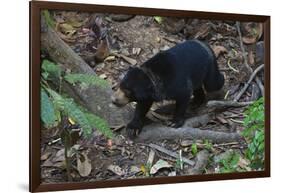 A Sun Bear (Helarctos Malayanus) at the Bornean Sun Bear Conservation Center-Craig Lovell-Framed Photographic Print