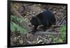 A Sun Bear (Helarctos Malayanus) at the Bornean Sun Bear Conservation Center-Craig Lovell-Framed Photographic Print