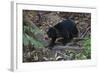 A Sun Bear (Helarctos Malayanus) at the Bornean Sun Bear Conservation Center-Craig Lovell-Framed Photographic Print