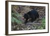 A Sun Bear (Helarctos Malayanus) at the Bornean Sun Bear Conservation Center-Craig Lovell-Framed Photographic Print