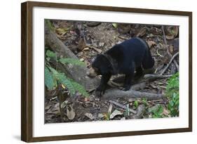 A Sun Bear (Helarctos Malayanus) at the Bornean Sun Bear Conservation Center-Craig Lovell-Framed Photographic Print