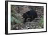 A Sun Bear (Helarctos Malayanus) at the Bornean Sun Bear Conservation Center-Craig Lovell-Framed Photographic Print