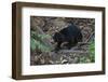A Sun Bear (Helarctos Malayanus) at the Bornean Sun Bear Conservation Center-Craig Lovell-Framed Photographic Print