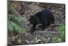 A Sun Bear (Helarctos Malayanus) at the Bornean Sun Bear Conservation Center-Craig Lovell-Mounted Photographic Print