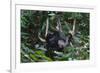 A Sun Bear (Helarctos Malayanus) at the Bornean Sun Bear Conservation Center-Craig Lovell-Framed Photographic Print