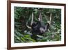 A Sun Bear (Helarctos Malayanus) at the Bornean Sun Bear Conservation Center-Craig Lovell-Framed Photographic Print