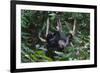 A Sun Bear (Helarctos Malayanus) at the Bornean Sun Bear Conservation Center-Craig Lovell-Framed Photographic Print