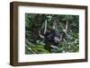 A Sun Bear (Helarctos Malayanus) at the Bornean Sun Bear Conservation Center-Craig Lovell-Framed Photographic Print