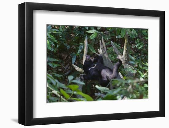 A Sun Bear (Helarctos Malayanus) at the Bornean Sun Bear Conservation Center-Craig Lovell-Framed Photographic Print