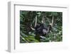 A Sun Bear (Helarctos Malayanus) at the Bornean Sun Bear Conservation Center-Craig Lovell-Framed Photographic Print