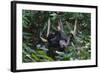 A Sun Bear (Helarctos Malayanus) at the Bornean Sun Bear Conservation Center-Craig Lovell-Framed Photographic Print