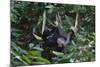 A Sun Bear (Helarctos Malayanus) at the Bornean Sun Bear Conservation Center-Craig Lovell-Mounted Photographic Print