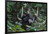 A Sun Bear (Helarctos Malayanus) at the Bornean Sun Bear Conservation Center-Craig Lovell-Framed Photographic Print