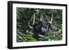 A Sun Bear (Helarctos Malayanus) at the Bornean Sun Bear Conservation Center-Craig Lovell-Framed Photographic Print