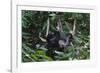 A Sun Bear (Helarctos Malayanus) at the Bornean Sun Bear Conservation Center-Craig Lovell-Framed Photographic Print