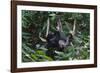 A Sun Bear (Helarctos Malayanus) at the Bornean Sun Bear Conservation Center-Craig Lovell-Framed Photographic Print