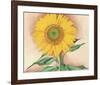 A Sunflower from Maggie, 1937-Georgia O'Keeffe-Framed Art Print