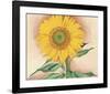 A Sunflower from Maggie, 1937-Georgia O'Keeffe-Framed Art Print