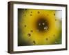 A Sunflower is Reflected in Raindrops on a Car Window-null-Framed Photographic Print