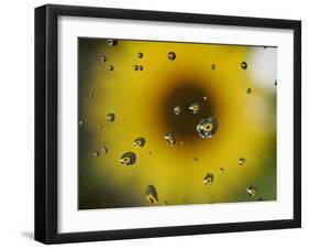 A Sunflower is Reflected in Raindrops on a Car Window-null-Framed Photographic Print