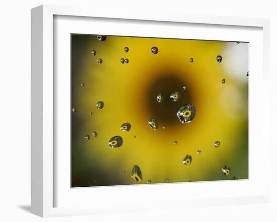 A Sunflower is Reflected in Raindrops on a Car Window-null-Framed Photographic Print