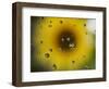 A Sunflower is Reflected in Raindrops on a Car Window-null-Framed Photographic Print