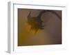 A Sunflower 's Lament-Valda Bailey-Framed Photographic Print