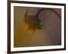 A Sunflower 's Lament-Valda Bailey-Framed Photographic Print