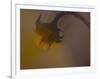 A Sunflower 's Lament-Valda Bailey-Framed Photographic Print