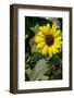 A sunflower-Natalie Tepper-Framed Photo