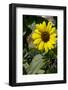 A sunflower-Natalie Tepper-Framed Photo