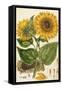 A Sunflower-John Miller (Johann Sebastien Mueller)-Framed Stretched Canvas