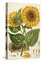 A Sunflower-John Miller (Johann Sebastien Mueller)-Stretched Canvas