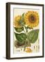 A Sunflower-John Miller (Johann Sebastien Mueller)-Framed Giclee Print