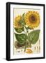 A Sunflower-John Miller (Johann Sebastien Mueller)-Framed Giclee Print