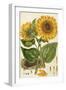 A Sunflower-John Miller (Johann Sebastien Mueller)-Framed Giclee Print