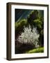 A sunlit almond tree (Prunus dulcis, syn. Prunus amygdalus) photographed in Andalucia, Spain, wh...-Panoramic Images-Framed Photographic Print