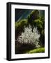 A sunlit almond tree (Prunus dulcis, syn. Prunus amygdalus) photographed in Andalucia, Spain, wh...-Panoramic Images-Framed Photographic Print