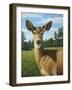 A Sunny Doe-James W. Johnson-Framed Giclee Print