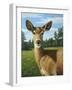 A Sunny Doe-James W. Johnson-Framed Giclee Print