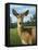 A Sunny Doe-James W. Johnson-Framed Stretched Canvas