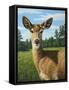 A Sunny Doe-James W. Johnson-Framed Stretched Canvas