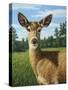 A Sunny Doe-James W. Johnson-Stretched Canvas