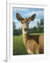 A Sunny Doe-James W. Johnson-Framed Giclee Print