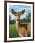 A Sunny Doe-James W. Johnson-Framed Giclee Print